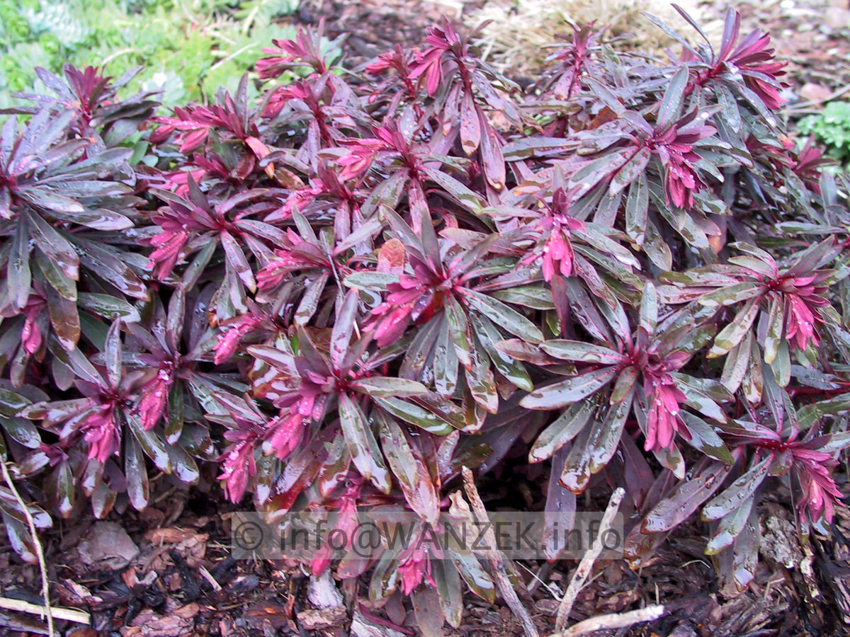 Euphorbia amygdaloides Purpurea 01.JPG